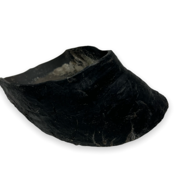 Chasing Our Tails Cow Hoof Online